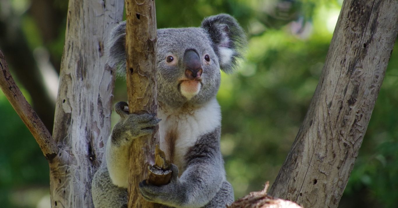 Lisbon Zoo